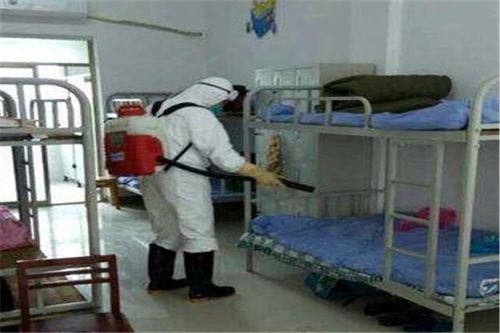 專業消毒滅蟑服務全攻略 高效消殺方法與清潔安全須知